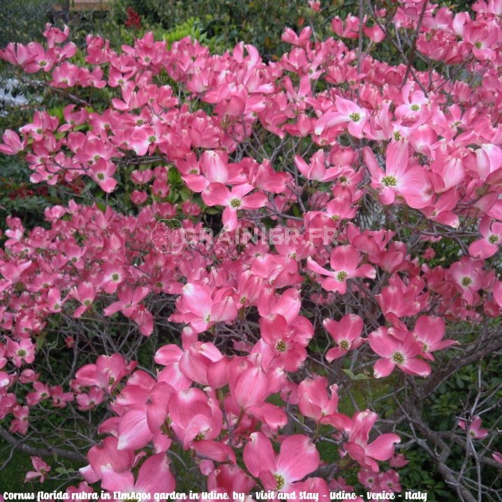 Cornwall with pink America flowers, Cornus Florida Rubra image
